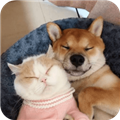 萌趣猫狗翻译器软件下载