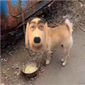 炫狗盒APP下载