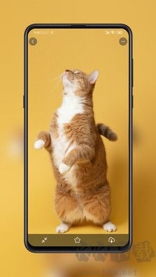 纸塘壁纸 v2.0.3 最新版截图