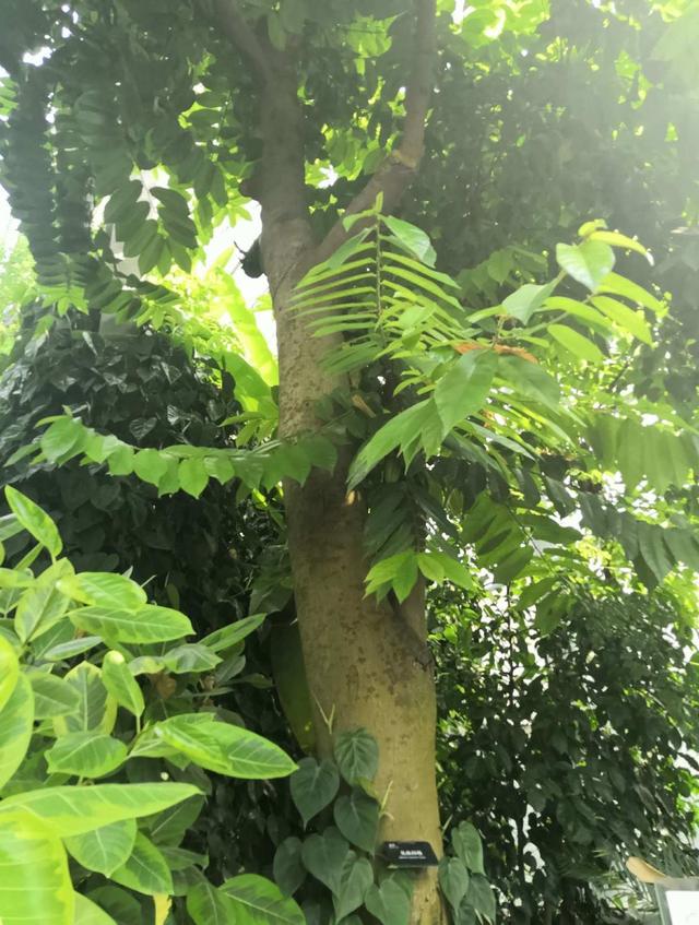 箭毒木